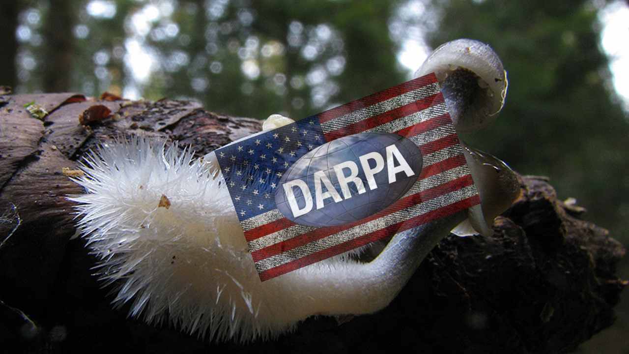 DARPA vuole costruire gigantesche strutture spaziali usando organismi viventi