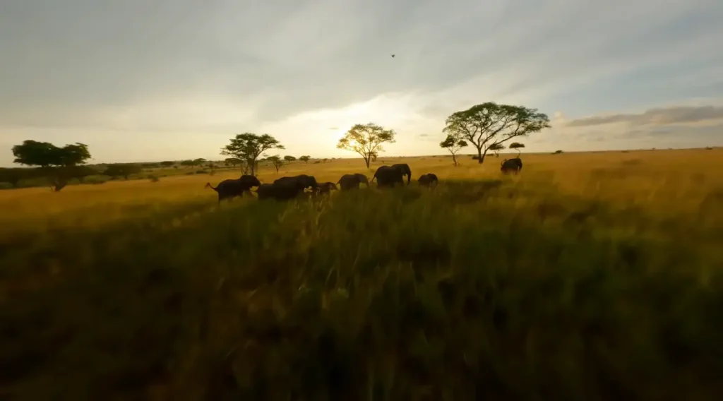 Uganda dall’alto: una sinfonia di natura e vita selvaggia
